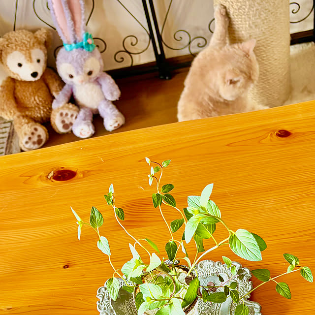 naokoさんの部屋