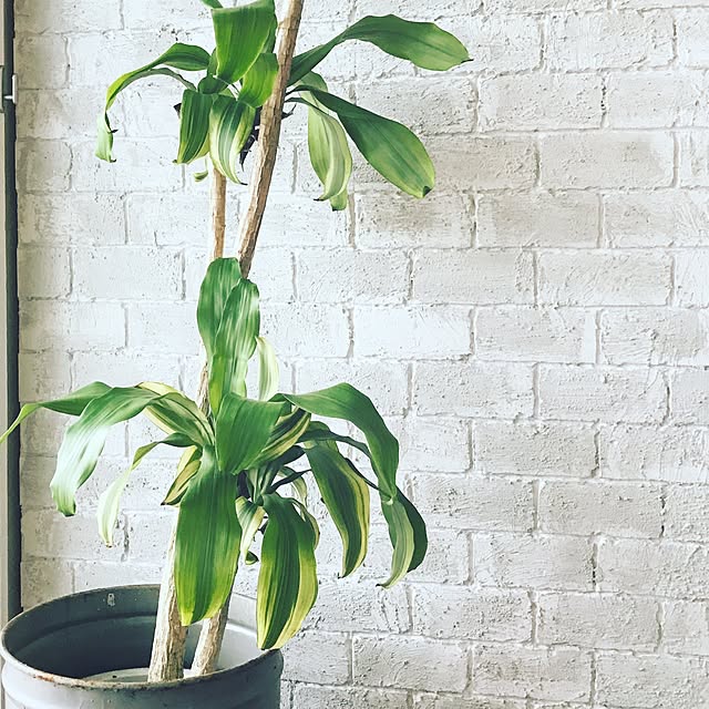 flowerさんの実例写真