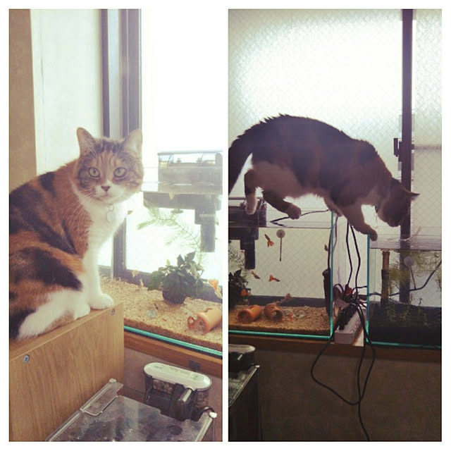 yukieさんの実例写真