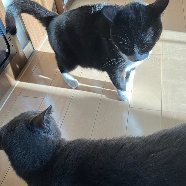 nekoさんの実例写真