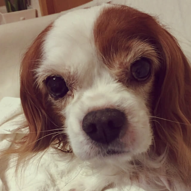 canmilmamaさんの実例写真