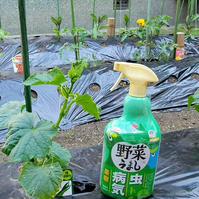 玄関/入り口/ガーデニング/アースガーデン/病害虫対策/野菜の苗...などのインテリア実例 - 2025-05-01 11:15:39