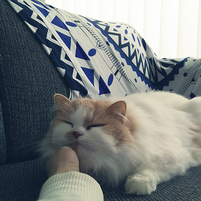 nonkoさんの実例写真