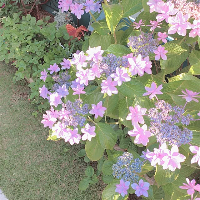 Miyumamaさんの実例写真