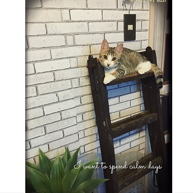 nodokaさんの実例写真