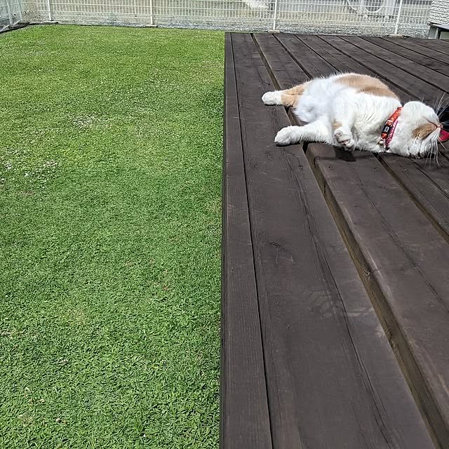 Kurapia_channelさんの実例写真