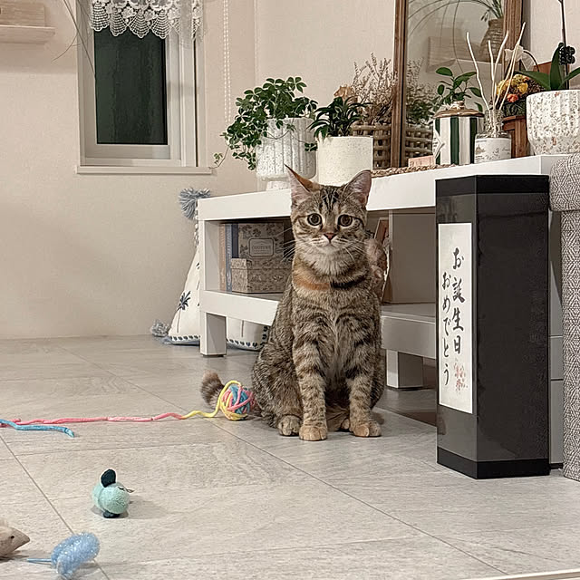 miyu39さんの実例写真