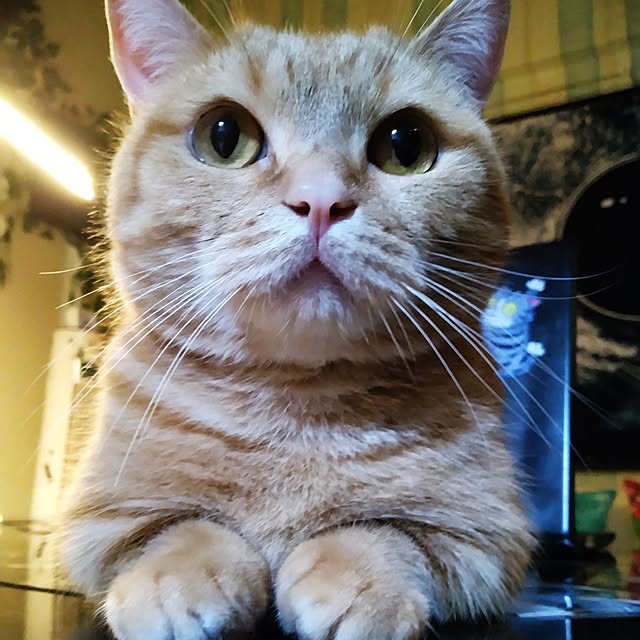 runaさんの部屋