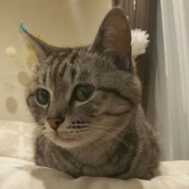 yumiさんの実例写真