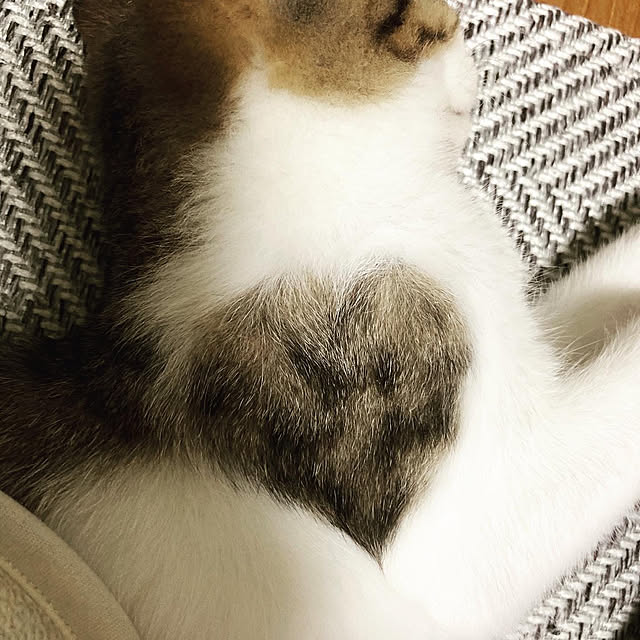 ♡/部屋全体のインテリア実例 - 2021-01-04 16:05:54