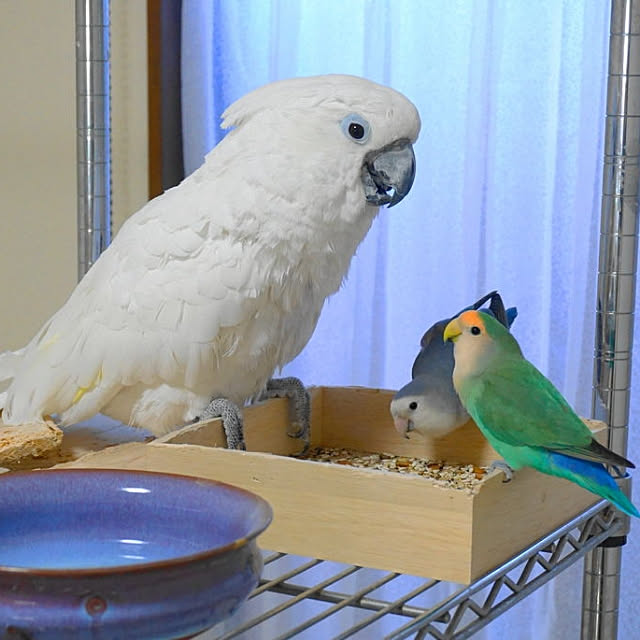 aromameさんの実例写真
