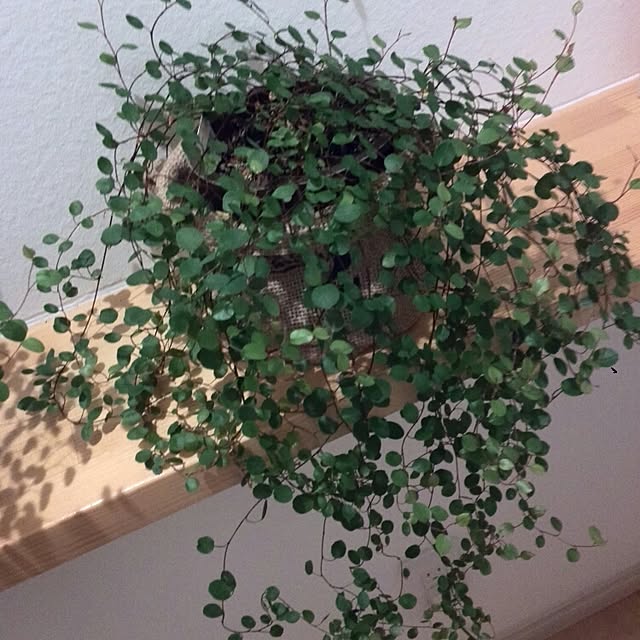 Mikaさんの実例写真