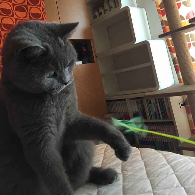 ikettenさんの実例写真