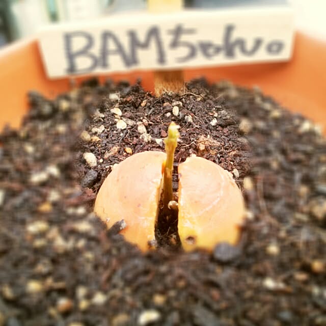 Little-Bambiさんの実例写真