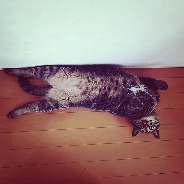 nyan.73さんの実例写真
