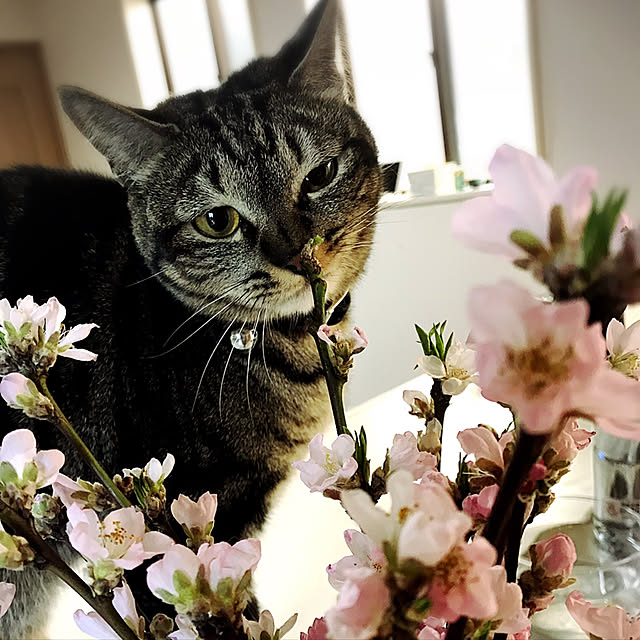 sakuraさんの実例写真