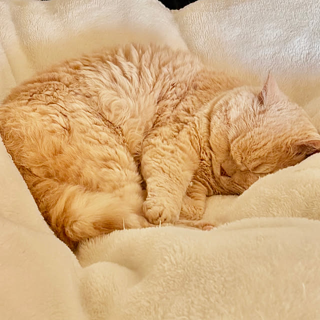 naokoさんの実例写真