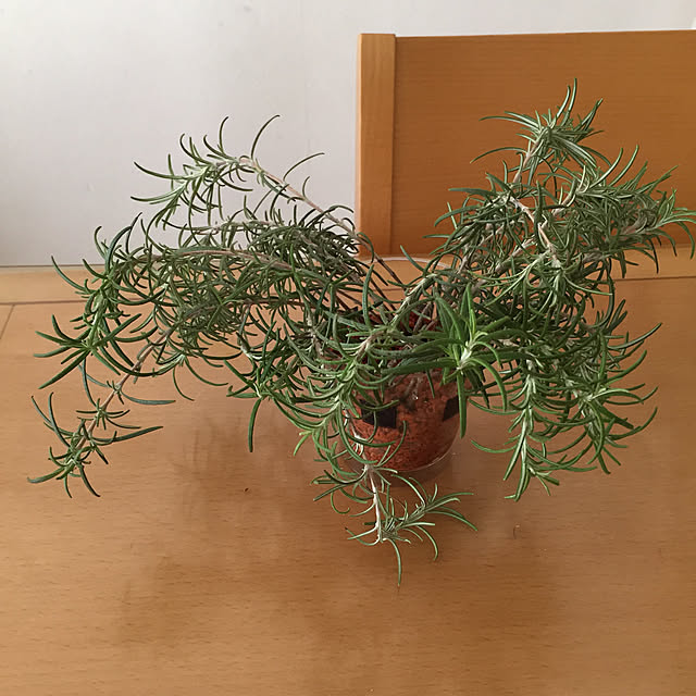 utanさんの実例写真