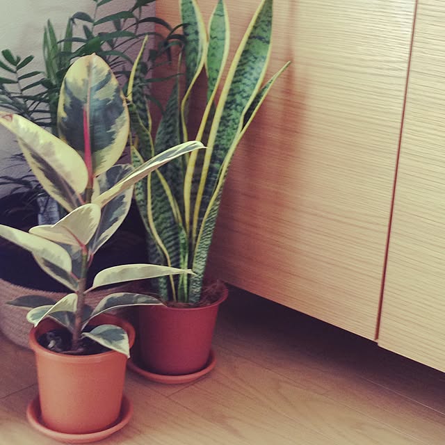 smtさんの実例写真