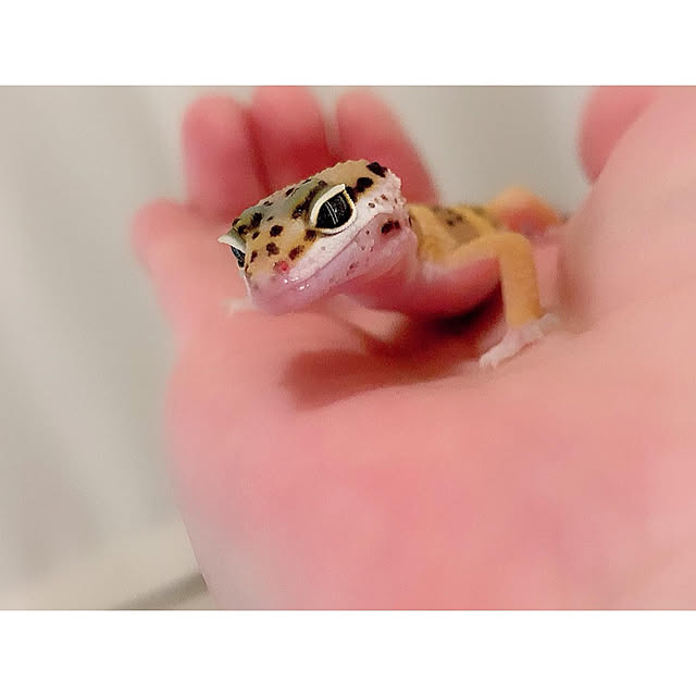 chaluさんの実例写真