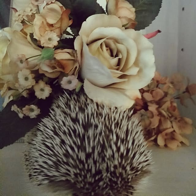 kuruさんの実例写真