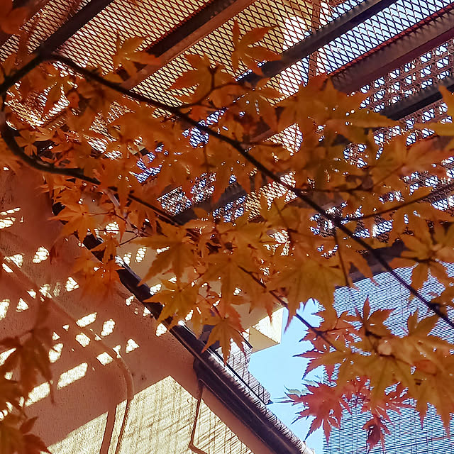 okube-さんの実例写真
