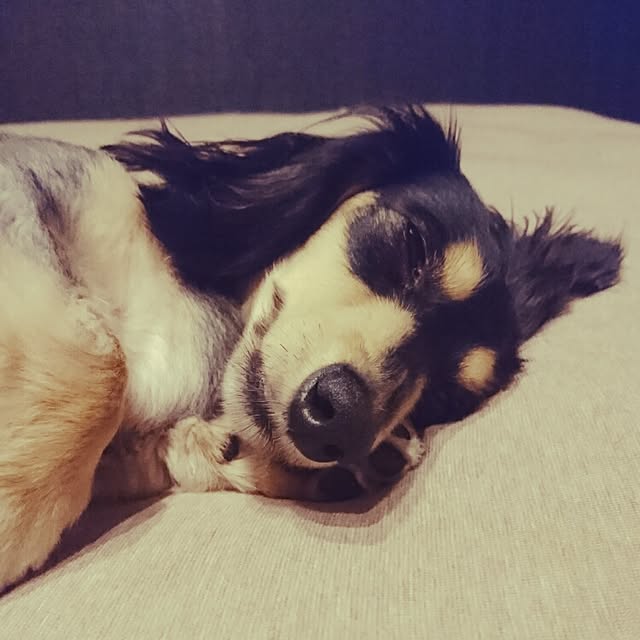 cocosorasakuさんの実例写真
