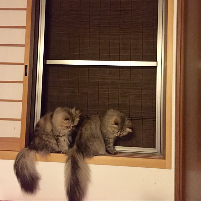 butachanさんの実例写真