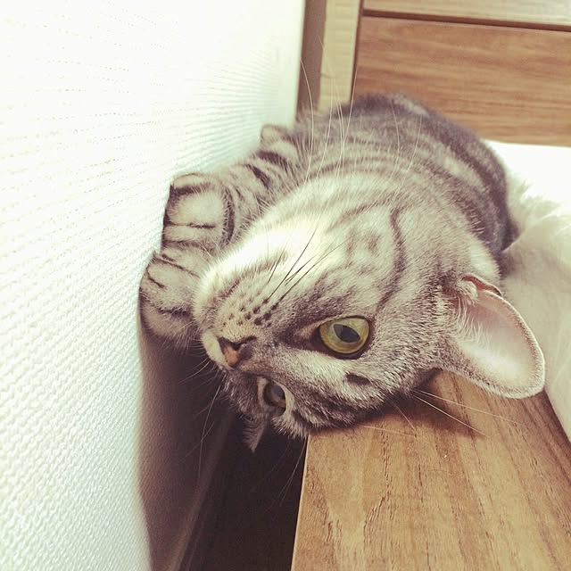 mikomaruさんの実例写真