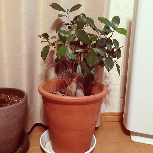Mikaさんの実例写真