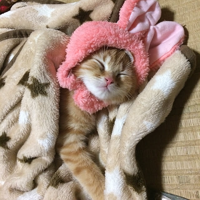 nekoさんの実例写真