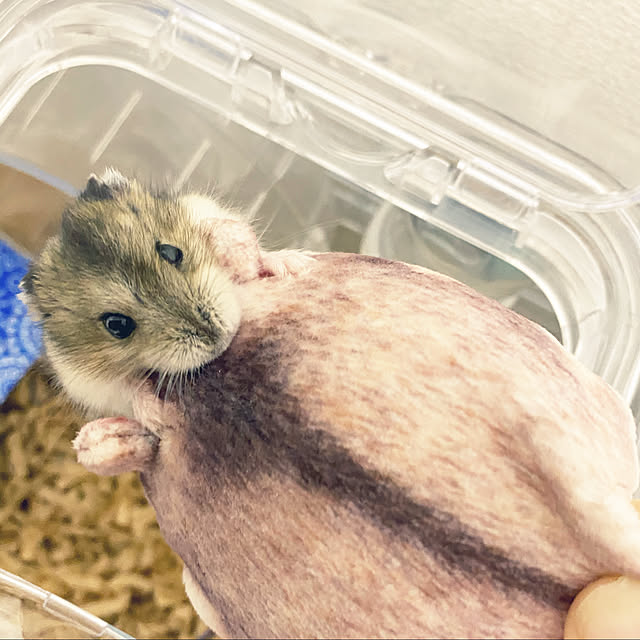 ohanaさんの実例写真