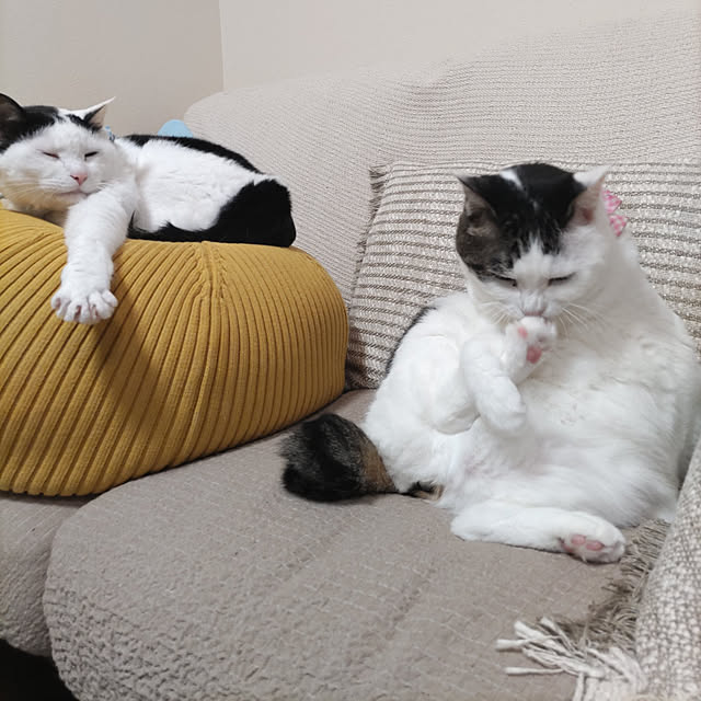 yuuさんの実例写真