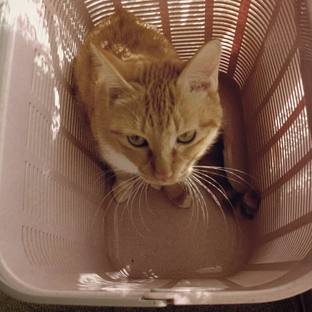 Yasumiさんの実例写真