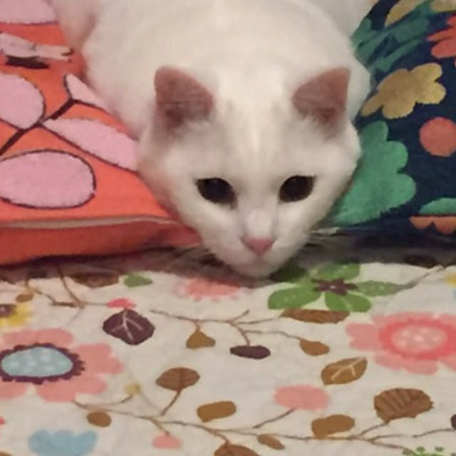tekokaasanさんの実例写真