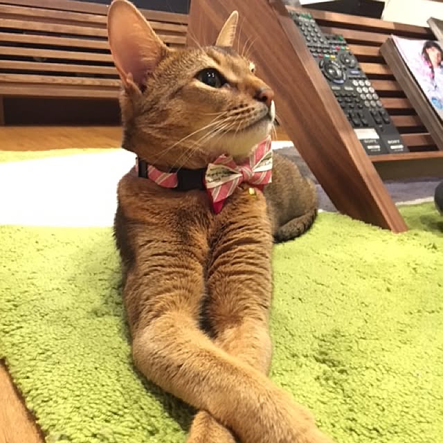 sakineko528さんの実例写真