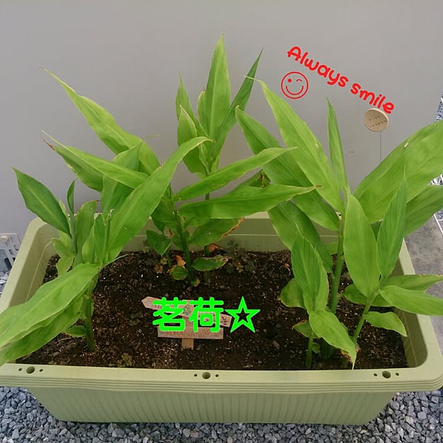 kskさんの実例写真