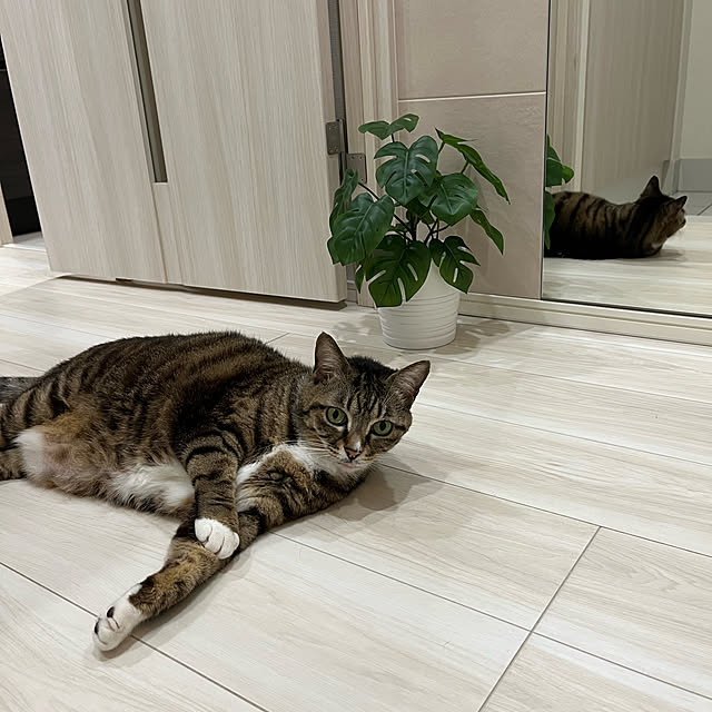 gakoさんの実例写真