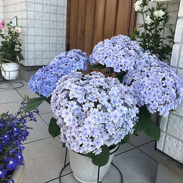 minminさんの実例写真