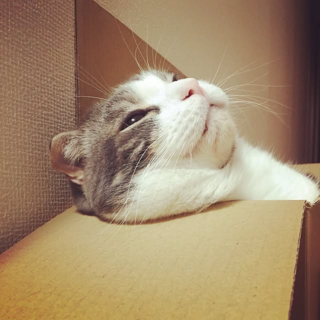 tansukeさんの実例写真