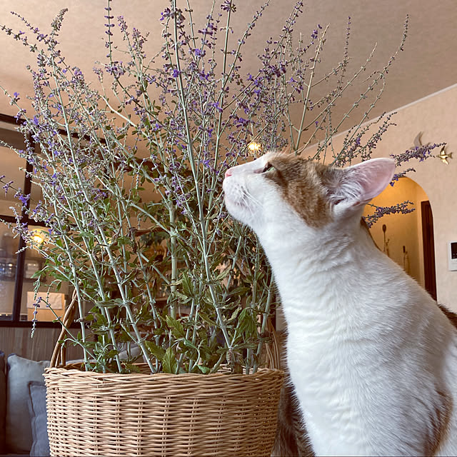 jill_lowさんの実例写真