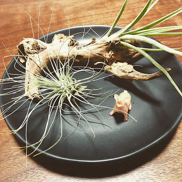 dangomushiさんの実例写真