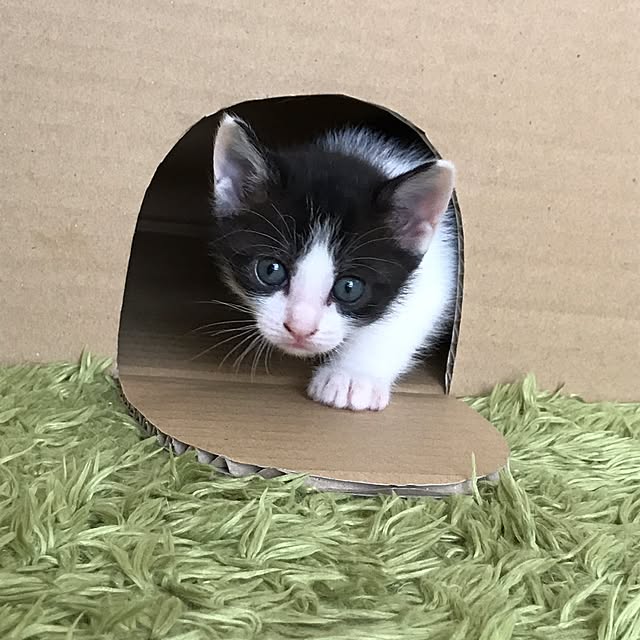 noraさんの実例写真
