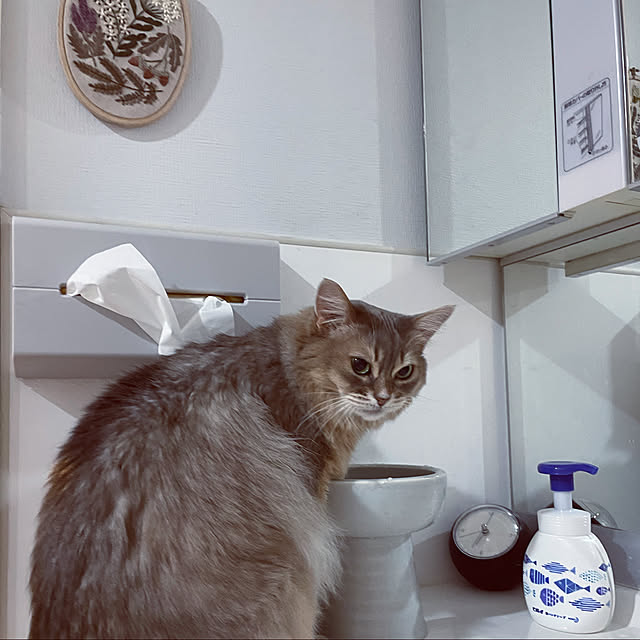 shihoさんの実例写真
