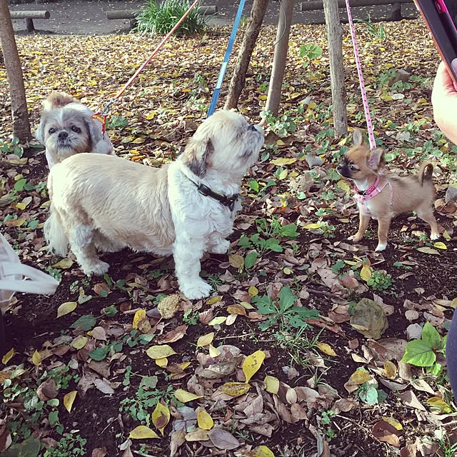 kokemomoさんの実例写真