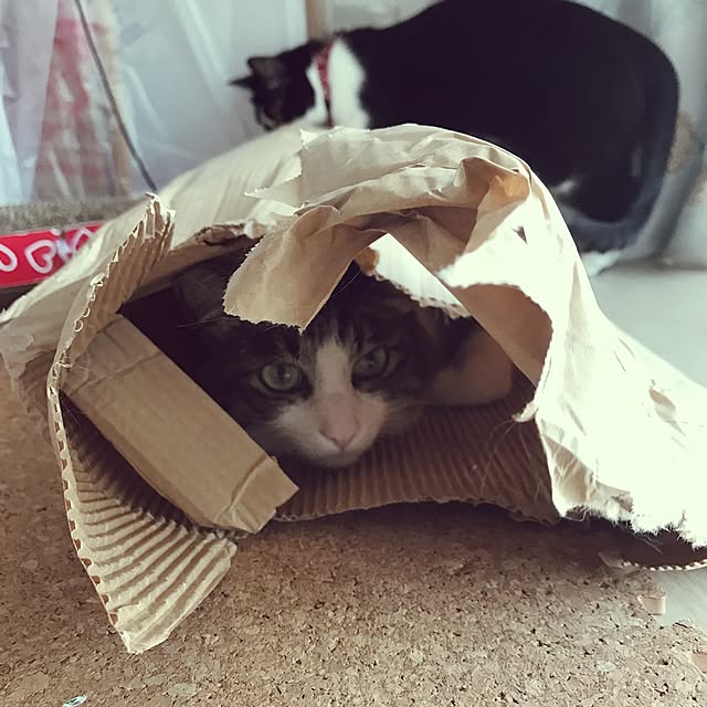 実例写真