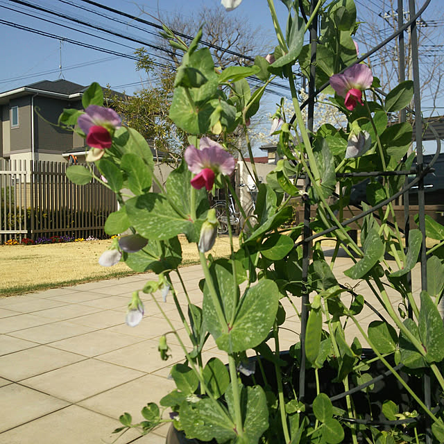 mutyukingさんの実例写真
