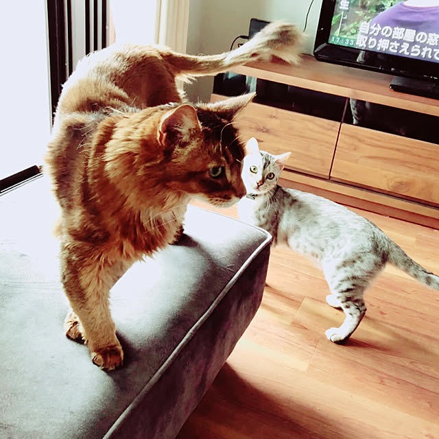 yuさんの実例写真