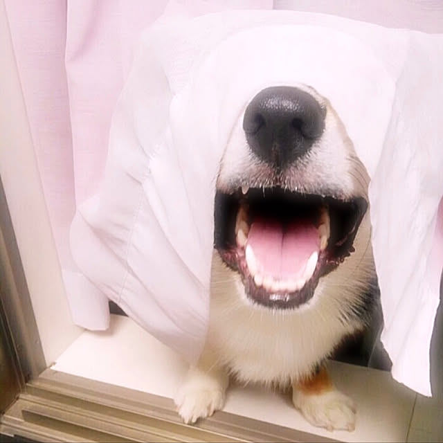 Ruiさんの実例写真