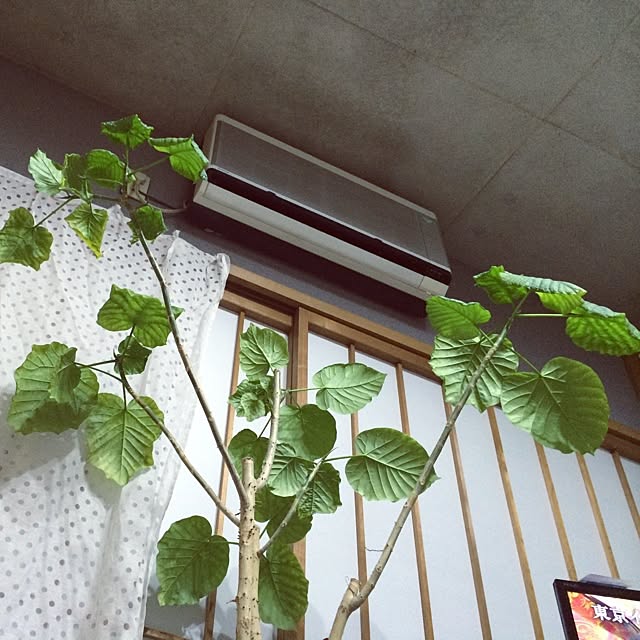 ojarumaruさんの実例写真